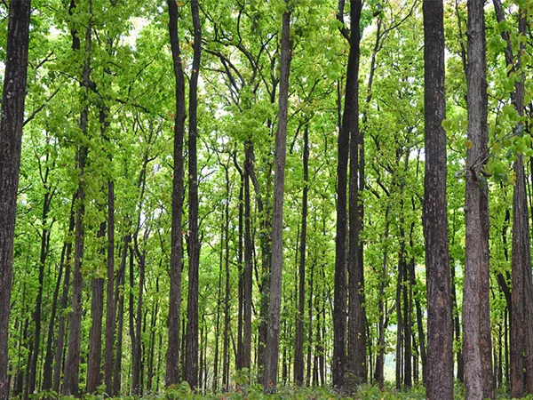State Tree: Sal 