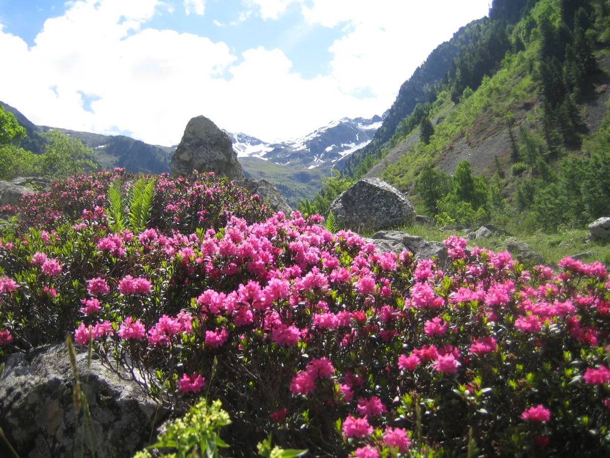 State Flower: Pink Rhododendron