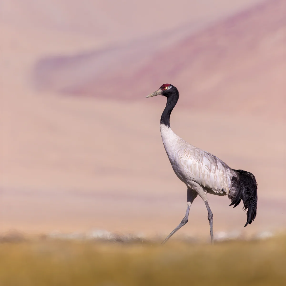 State Bird: Black-necked Crane