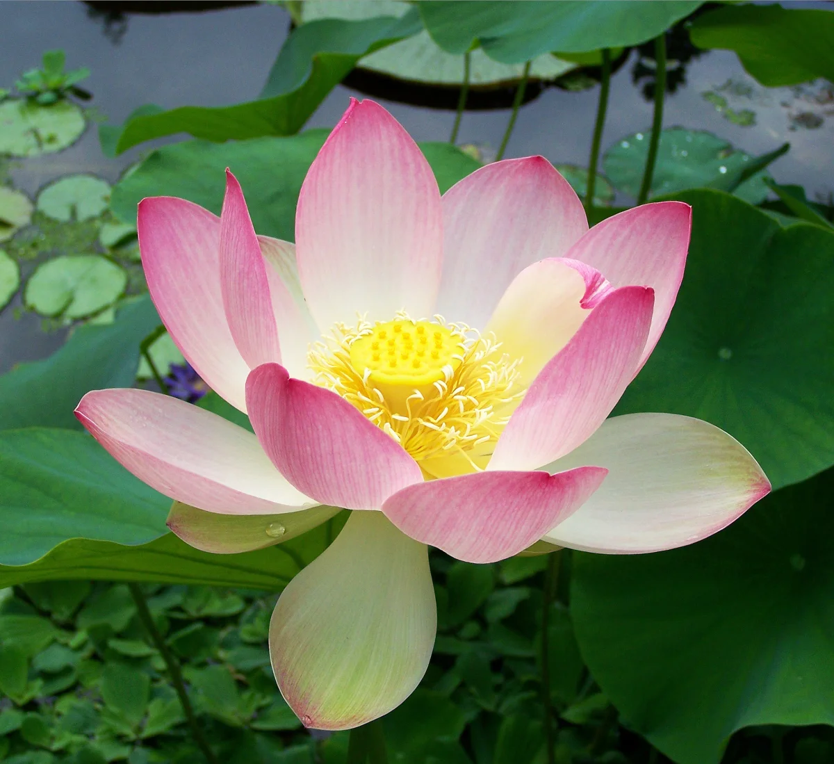 State Flower: Lotus