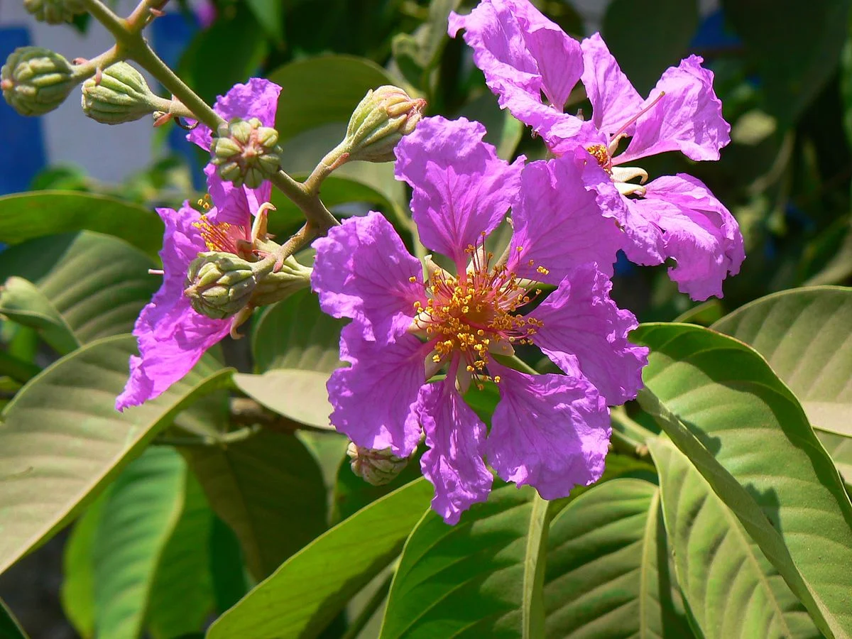 State Flower: Jarul