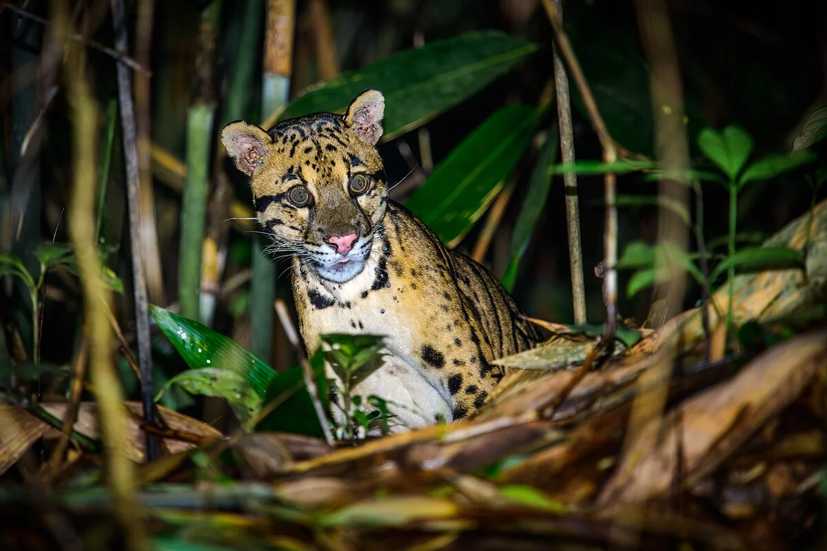State Animal: Clouded leopard
