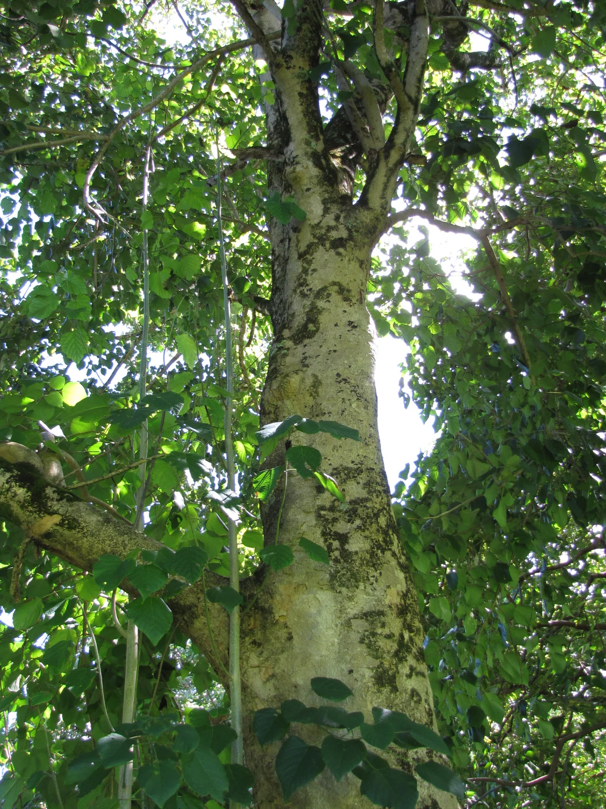State Tree: Gamhar 