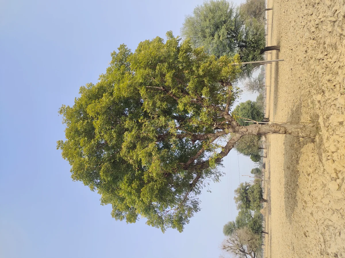 State Tree: Neem Tree