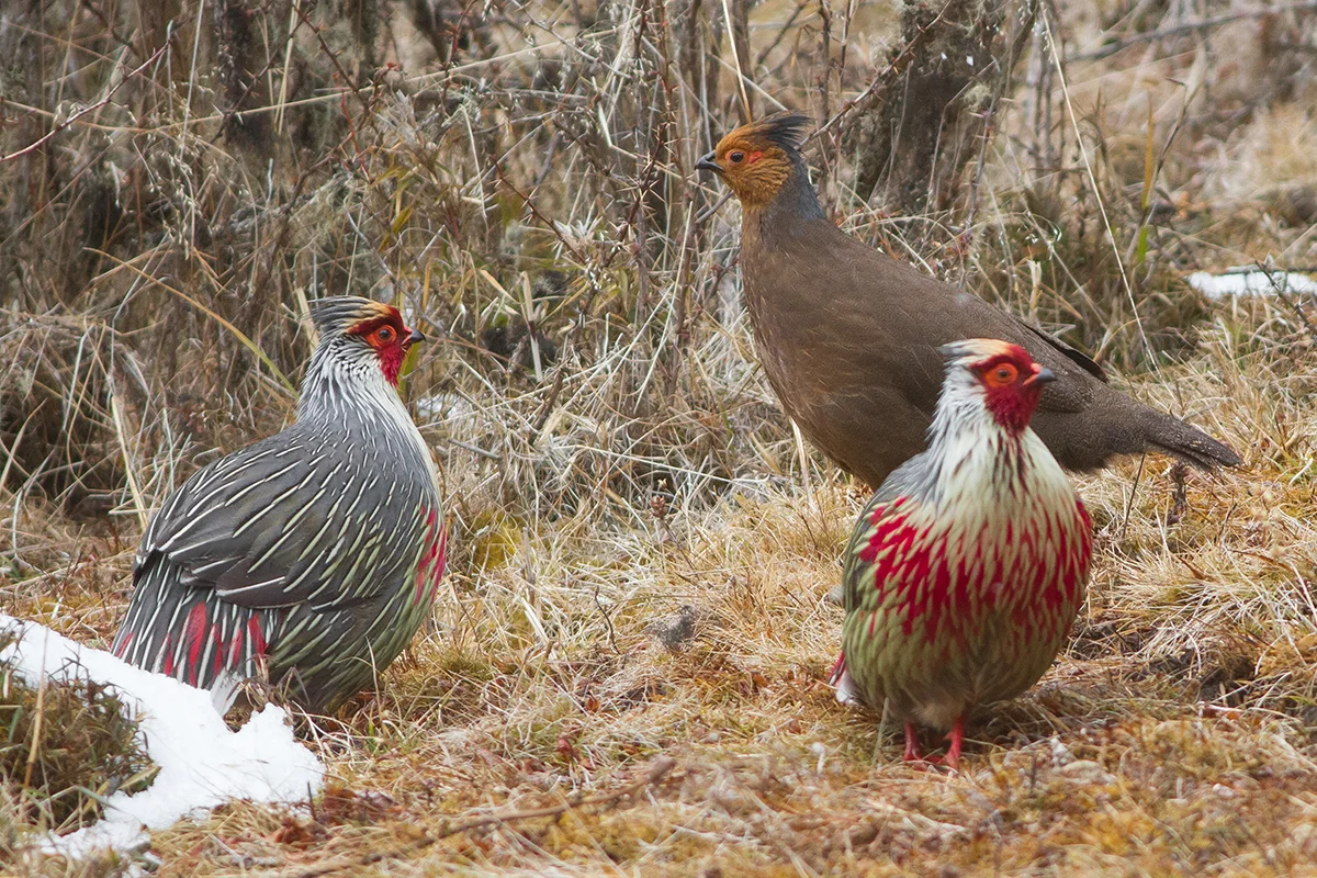 State Bird: Blood Pheasant