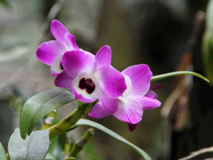 State Flower: Noble Orchid