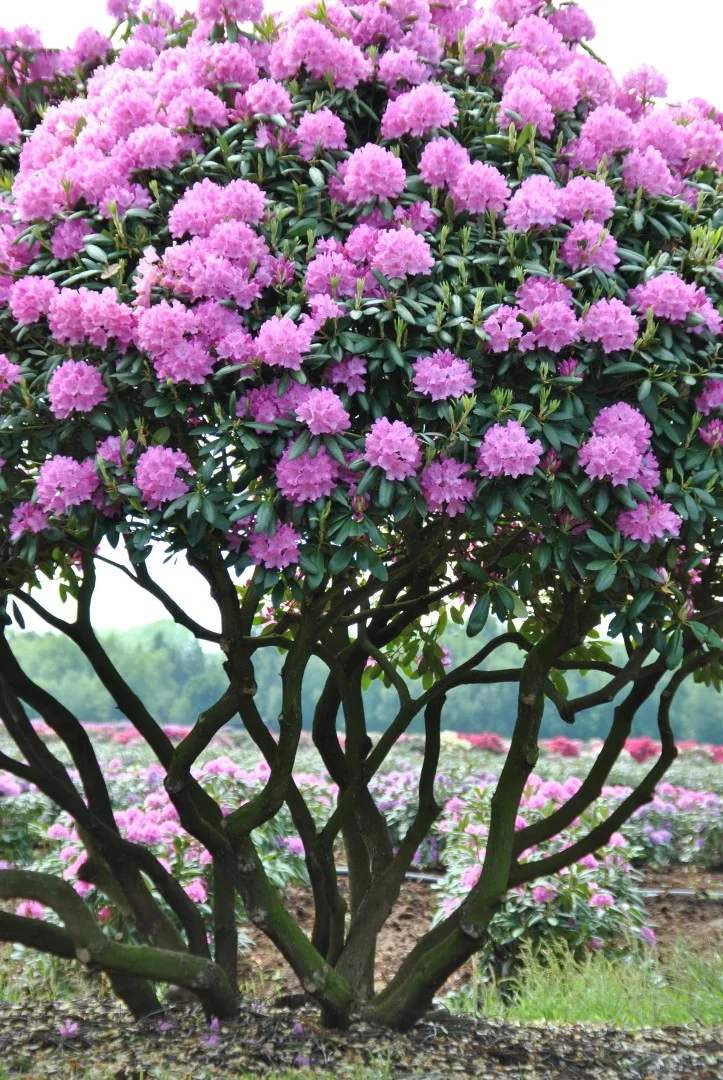 State Tree: Rhododendron 