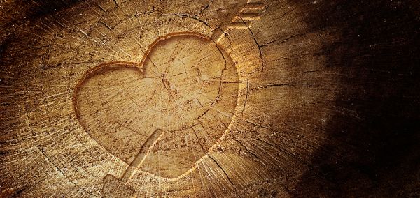 Growing Together: The Love Trees Of St. Augustine