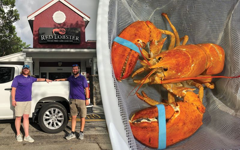 Meet Cheddar, the One-in-30-million Orange Lobster Named after Red Lobster's iconic Cheddar Bay Biscuits®, this unique lobster is an incredibly rare find!