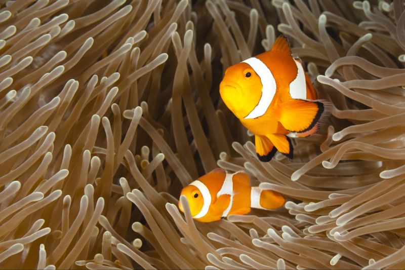 5 of the Ocean's Most Unbelievable Moms, Even the moms of the deep blue deserve recognition.