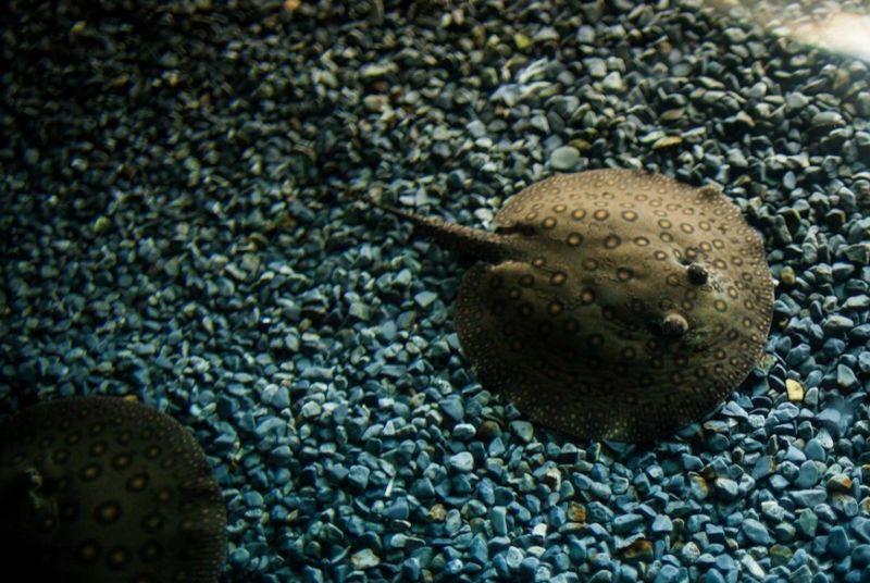Life in the Amazon River: Freshwater Stingray