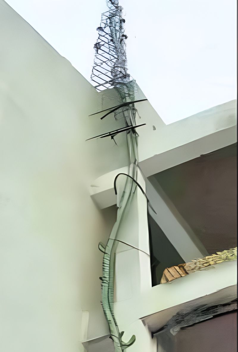 Skyward Wonder: Dharwad’s Towering Cactus Stands as a Living Symbol of Nature’s Resilience