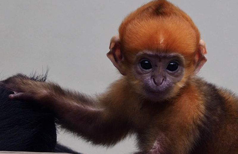 Meet Ripley the Monkey-Yes, Named after Robert Ripley!