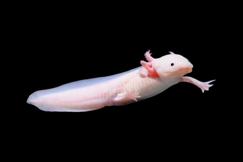 The Amazing Axolotl: Superpower Salamanders
