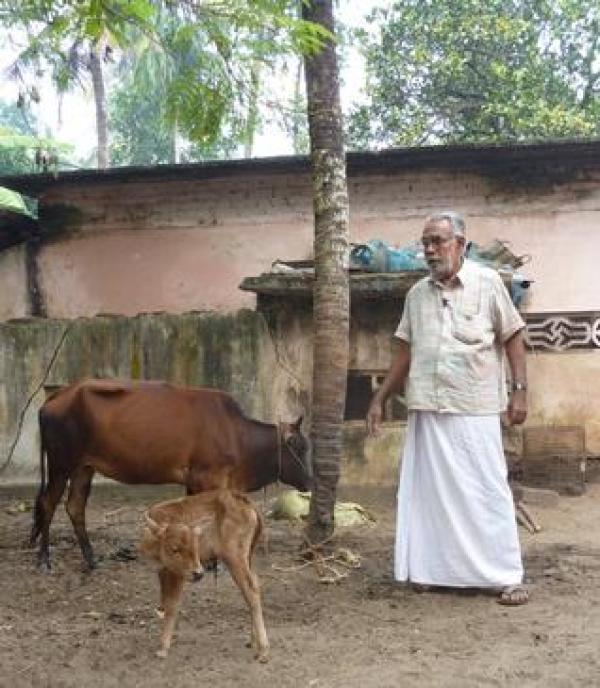 Smallest Cow (Height)  Indian Record